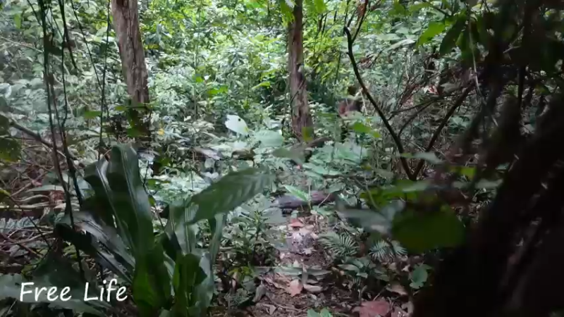 女生桃园S208完成木屋门梯2小姐姐荒野隐居