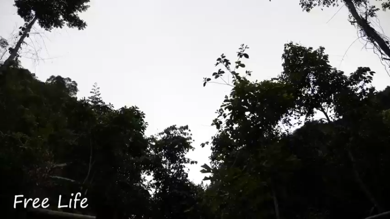 女生桃园S208完成木屋门梯10小姐姐荒野隐居