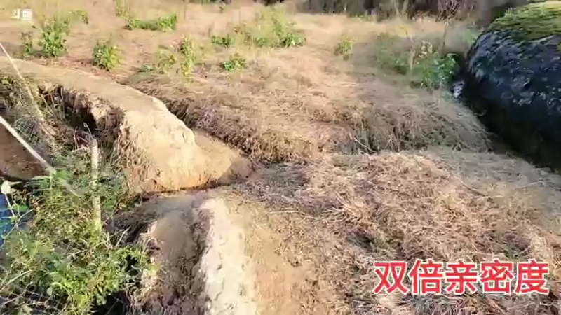 【2021-11-09 16点场】川味箩卜：新的一天冲冲冲 757122