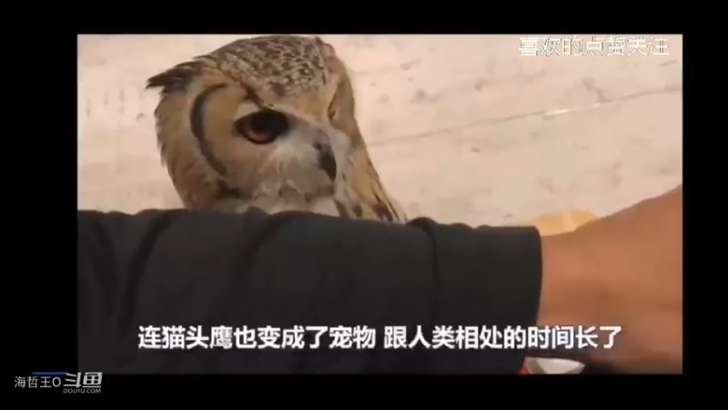 家里养个宠物猫头鹰快乐多多