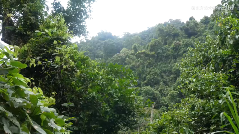《家园》精P035修建传统房子1#妹子独自深入荒野隐居，建设世外桃源第一季