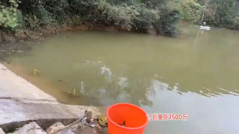 【2021-11-09 12点场】魅力生活i：今天干自家鱼塘