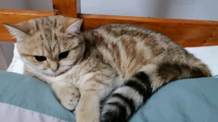 渣猫