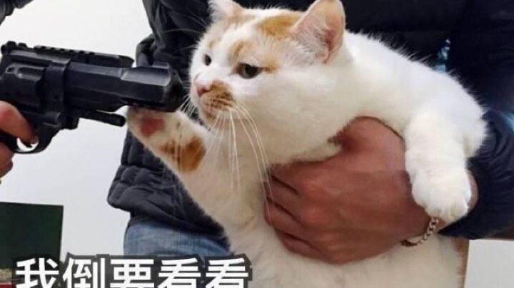 苍藏药2400