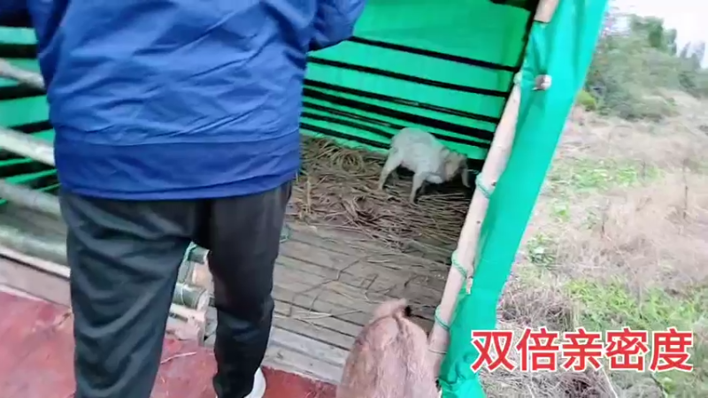 【2021-11-10 18点场】川味箩卜：年度冲冲冲