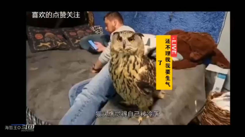 我家猫头鹰最喜欢和我撒娇了