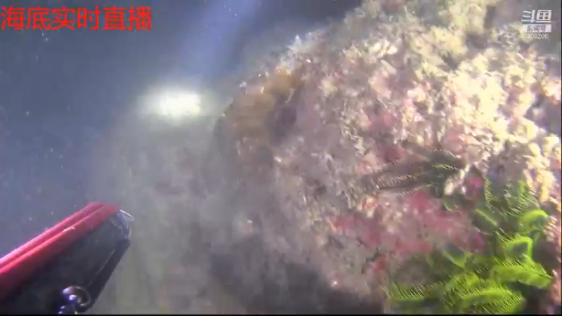 【2021-11-09 22点场】海道丶：今晚海底实时直播