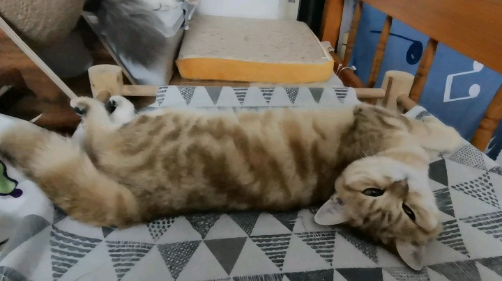 睡觉王者————猫