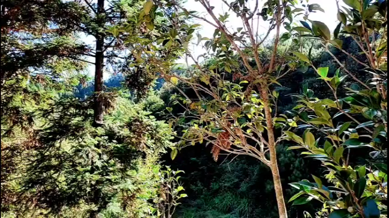 【2021-11-11 14点场】主播阿郎：100万人观看