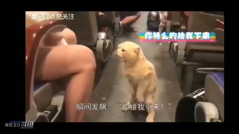 原来宠物也会争宠，你看这猫咪发火了