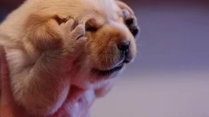 被虐了