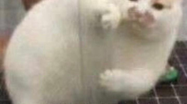 第一视角菜狗体验