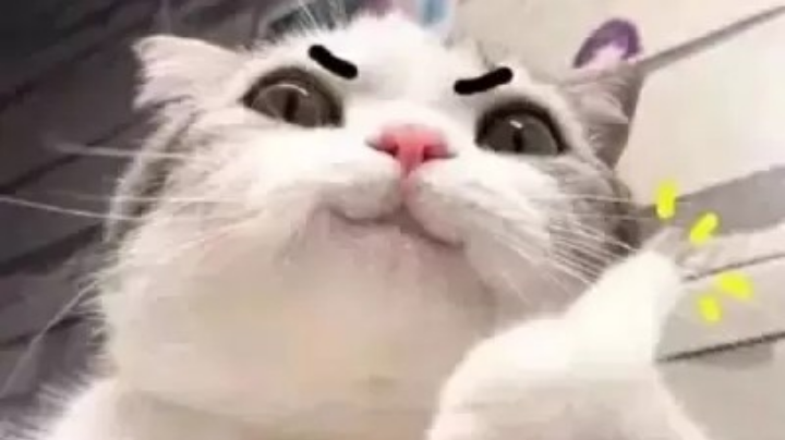 ✪ω✪