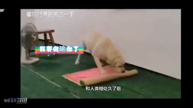 狗子和主人在一起待久了也会瑜伽了