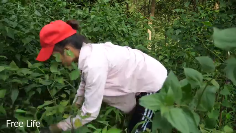 更新34规划菜园子23#妹子独自深入荒野隐居，建设世外桃源