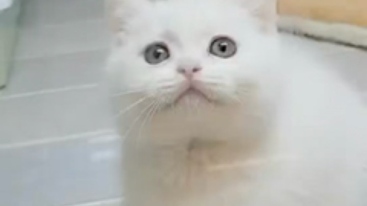 我有一个妹妹，她叫毛仔仔