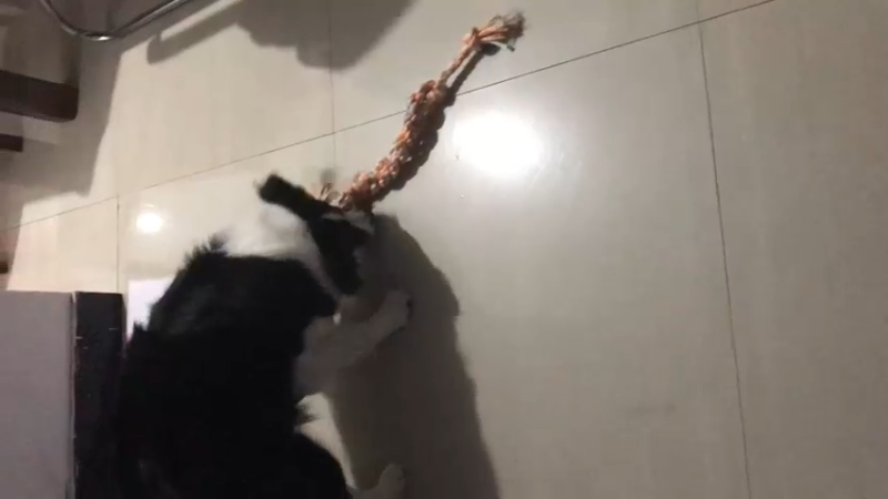 已抽疯的狗狗