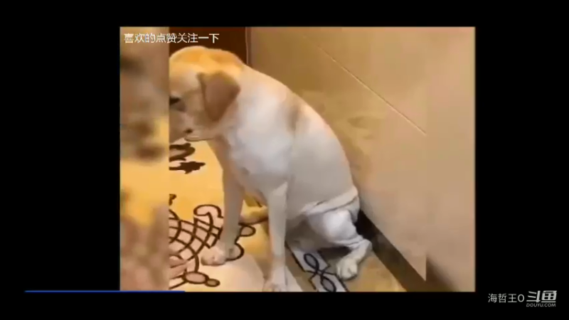 金毛干坏事了我得教训教训一下