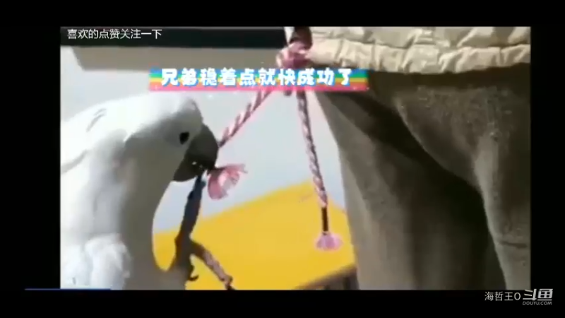 鹦鹉和金毛合伙作案整蛊主人