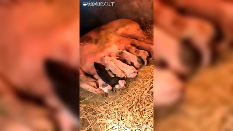 猪肉又涨价了，这会我家母猪一胎生了10个，真是十全十美呀