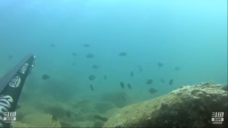 【2021-11-16 19点场】海道丶：多元化筹备中……