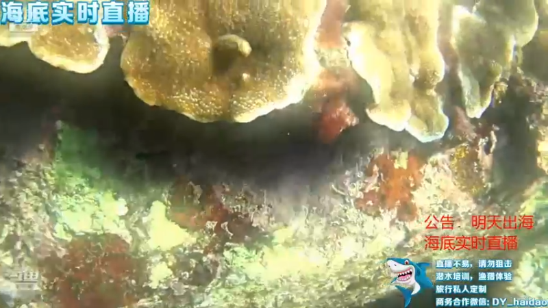 【2021-11-17 20点场】海道丶：多元化筹备中……