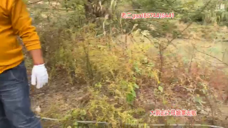 【2021-11-17 12点场】魅力生活i：今天弄柴熏制腊货