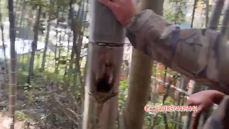 【2021-11-18 13点场】魅力生活i：快乐的一天开始啦 468241