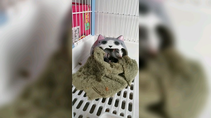 花枝鼠妈妈