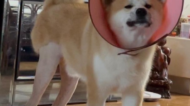 干就完了呗