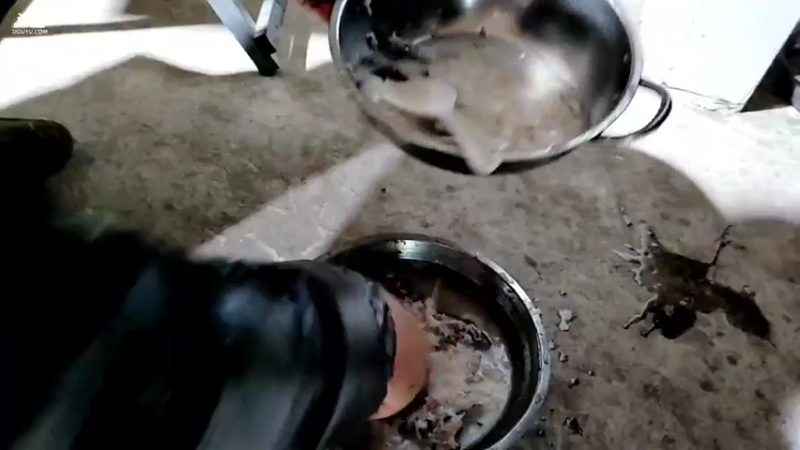 【2021-11-18 19点场】洪湖小肖：加油加油加油加油 447507