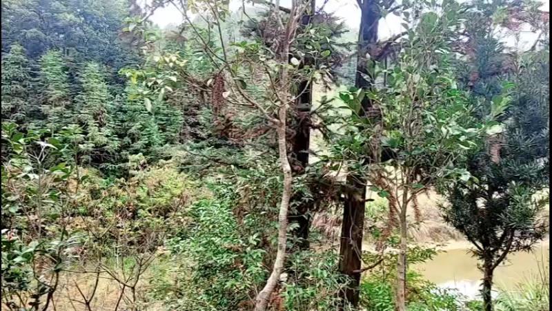 【2021-11-18 14点场】主播阿郎：100万人观看