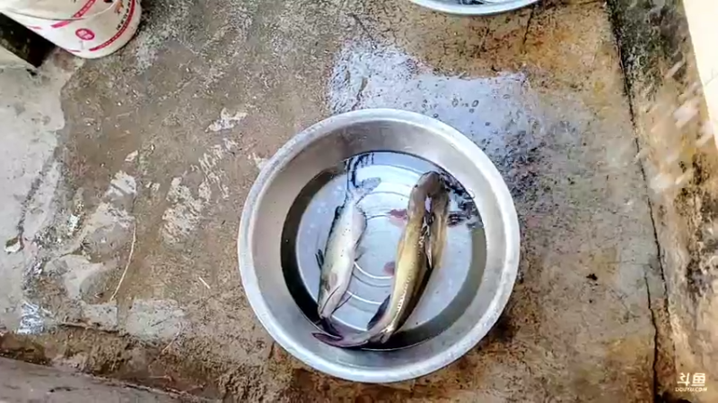 【2021-11-18 17点场】洪湖小肖：加油加油加油加油 447507