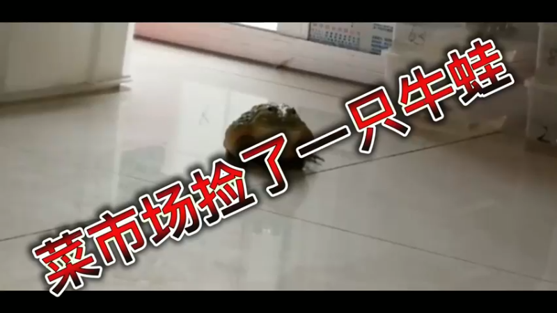 菜市场捡了一只牛蛙