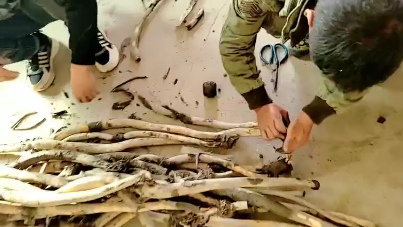 【2021-11-19 15点场】洪湖小肖：洪湖小鱼11月24生日快乐