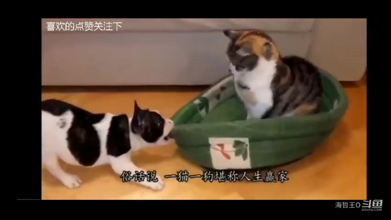 猫星人为啥总是能欺负汪星人呢