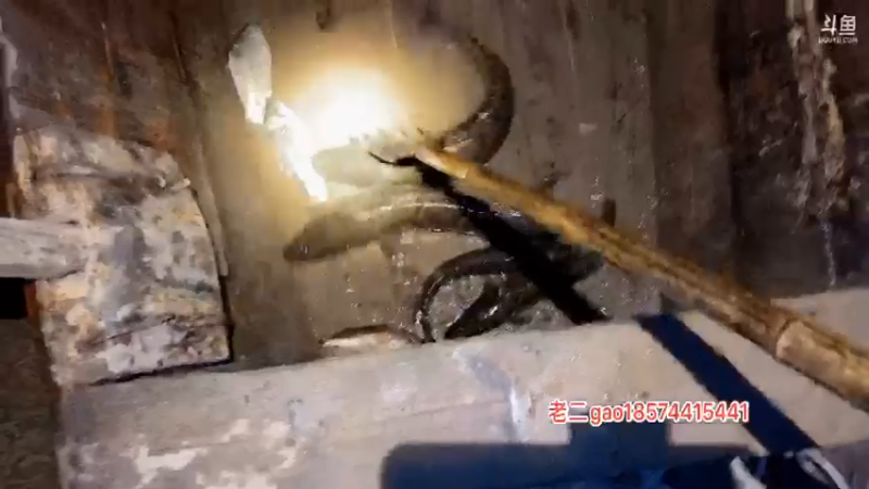 【2021-11-19 19点场】魅力生活i：听老乡说一网几十斤鲫鱼？