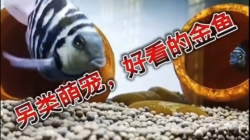 另类萌宠，好看的金鱼