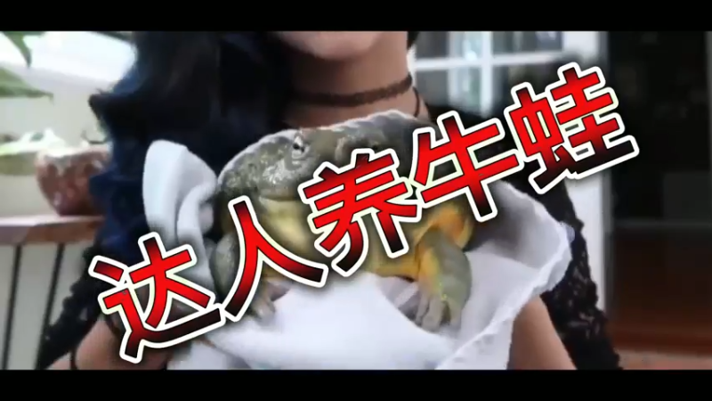 达人养牛蛙