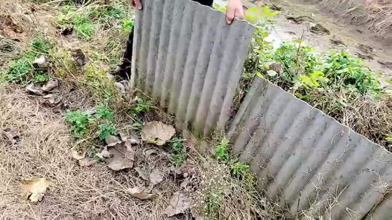 【2021-11-19 13点场】洪湖小肖：洪湖小鱼11月24生日快乐