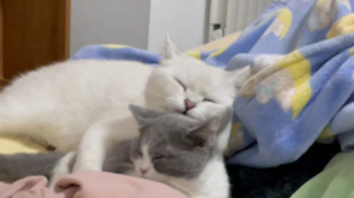 猫片