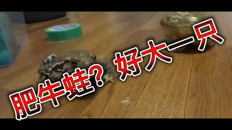 肥牛蛙？好大一只