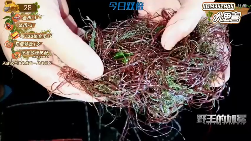 【2021-11-20 18点场】逐梦兄弟：野王的加冕Day2