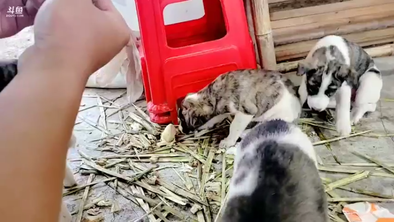 【2021-11-20 16点场】洪湖小肖：变形计之美食篇