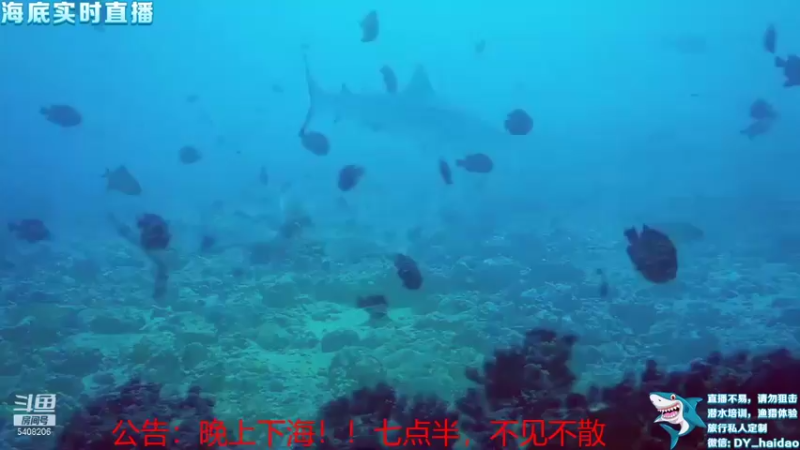 【2021-11-21 18点场】海道丶：海底实时直播