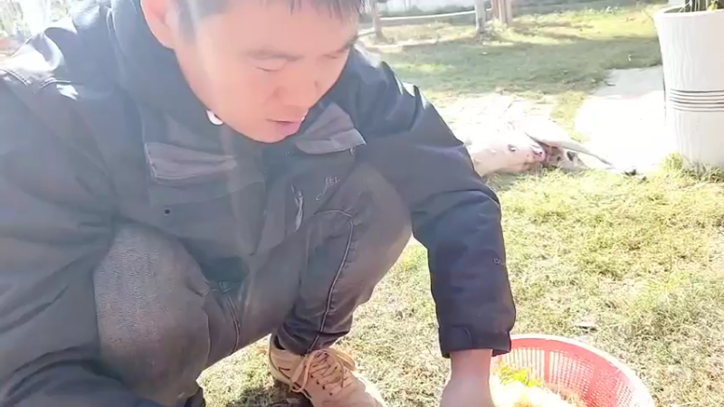 【2021-11-22 12点场】洪湖小肖：古法麦芽糖制作