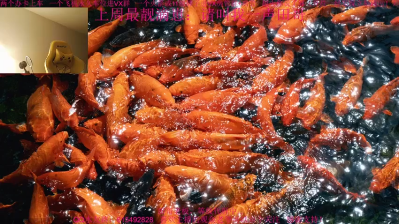 【2021-11-23 19点场】主播世贤：最强画质，极致体验
