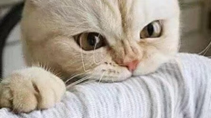 ？？直播回看