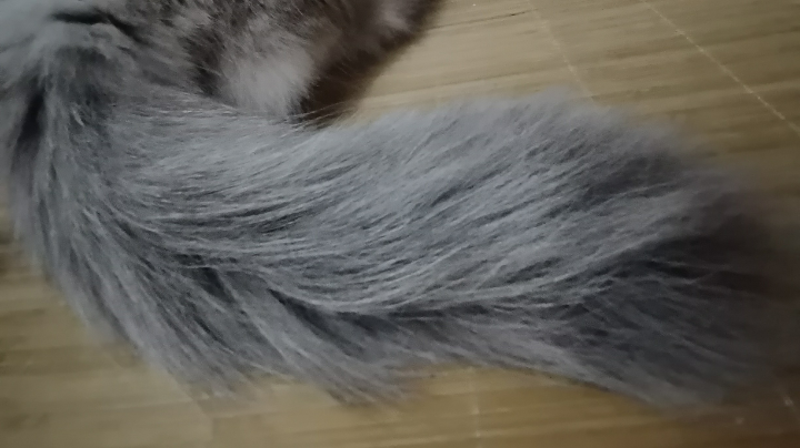 小妖精的尾巴