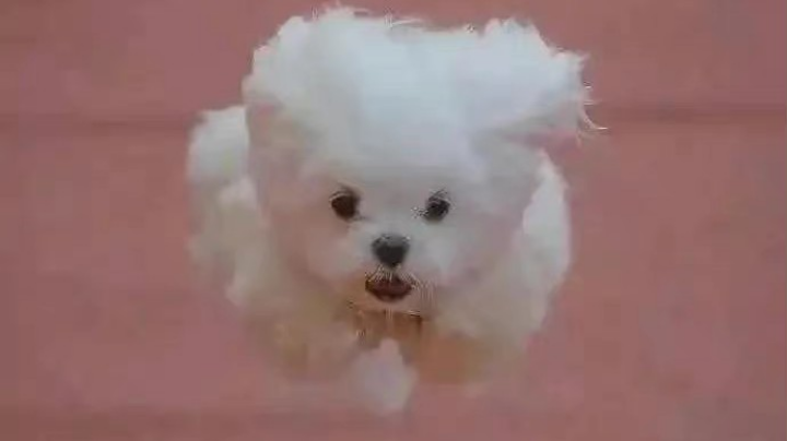打枪